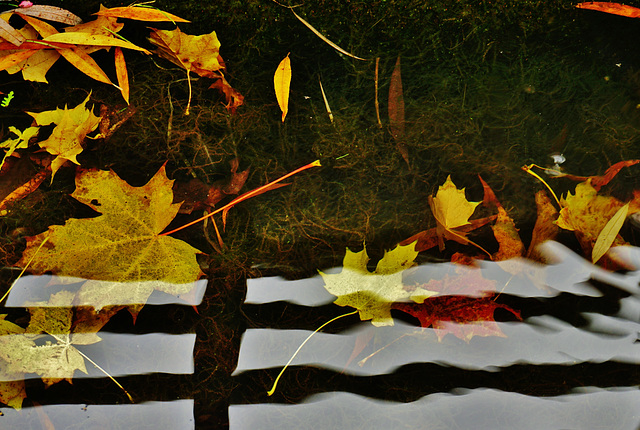 Der Herbst vergeht ... Autumn passes...