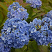 Keswick, Blue Hydrangea