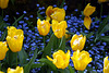 Tulips, Butchart Gardens