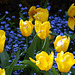 Tulips, Butchart Gardens