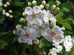 May blossom
