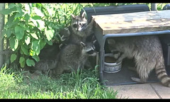 Nicky & her 4 Racoon babies 2nd July 2016