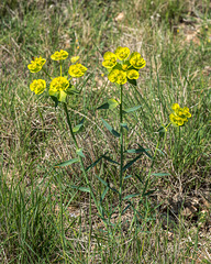 Euphorbia spec. - 2015-04-23_D4_DSC0560