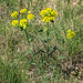 Euphorbia spec. - 2015-04-23_D4_DSC0560