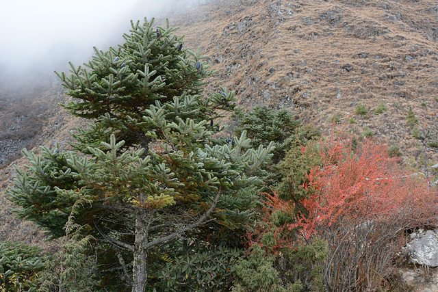 Khumbu, Fluffy Himalayan Pine Tree