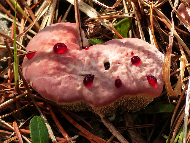 Strawberries and Cream fungus / Hydnellum peckii