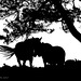 New Forest Ponies in Silhouette