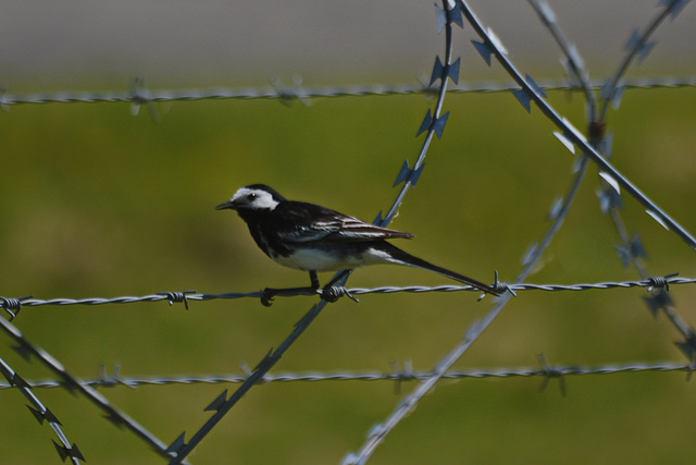 Pied Wagtail 3