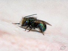 Pictures for Pam, Day 85: Dreamy Mason Bee