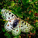 Bardonecchia : - papillon mégère -