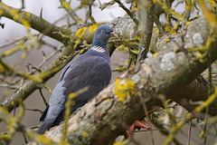Die Ringeltaube, ein Kulturfolger - The wood pigeon, a cultural successor
