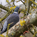 Die Ringeltaube, ein Kulturfolger - The wood pigeon, a cultural successor