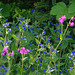 Alkanet and Campion