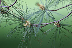 Pine tree needles