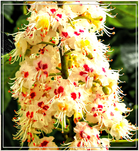 Colors of chestnut blossom... ©UdoSm