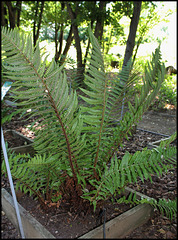 Dryopteris affinis subsp cambrensis (2)