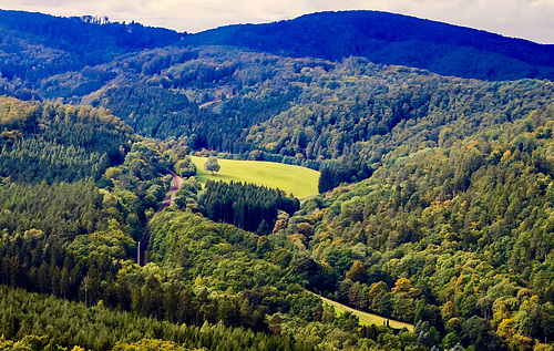 Maedchen Taetowierte Wald Fisten