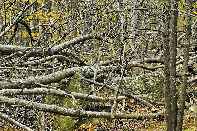 Thicket – Cunningham Falls State Park, Thurmont, Maryland