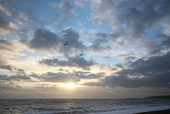 Seaford - 2.3.2016 - gliding gulls & fast moving clouds