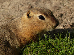 Don't call me 'Gopher'