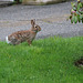 Bunny in the yard