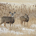 Mule Deer with cattails