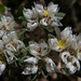 Paronychia argentea, Erva-prata