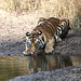 Inde.Bandhavgarh.Tigre du Bengale