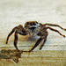 Spider.  p1040165