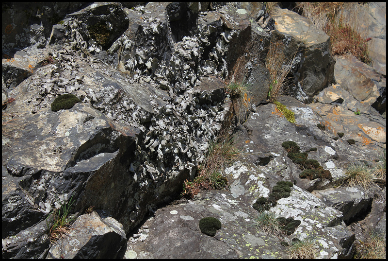 Colonie d'Umbilicaria - lichen (3)