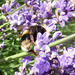 A busy bee on lavender