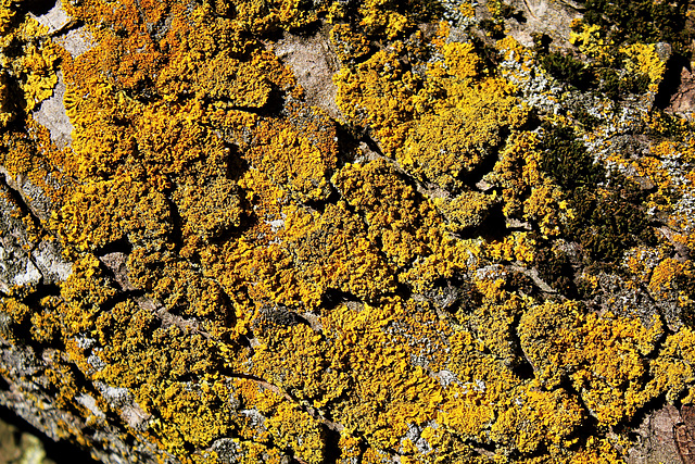 Ecorce de sycomore avec lichens  (1)