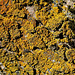 Ecorce de sycomore avec lichens  (1)