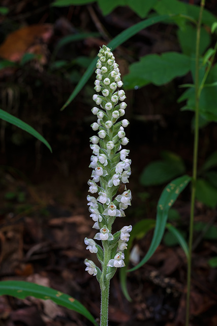 Goodyera pubescens (Downy Rattlesnake Plantain orchid)