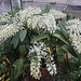 'King Orchid' Dendrobium speciosum