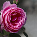 A Natural Rose