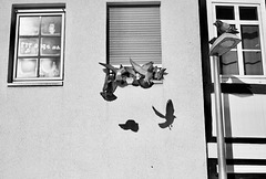 Tauben vor dem Fenster