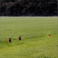 Young hares playing