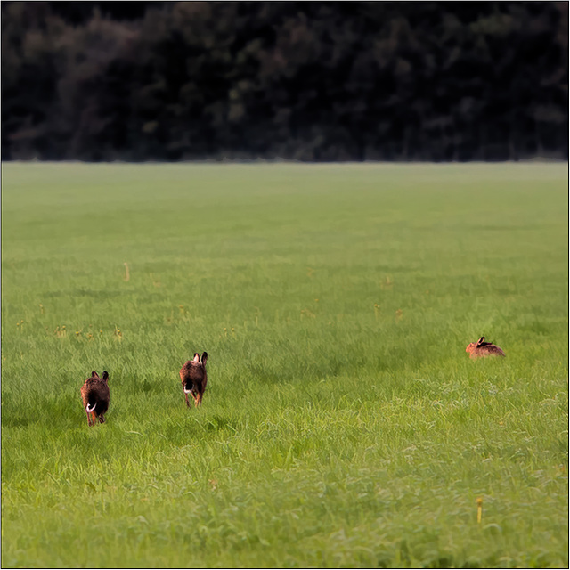 Young hares playing