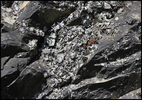 Colonie d'Umbilicaria - lichen (5) Colonie d'Umbilicaria - lichen (5)