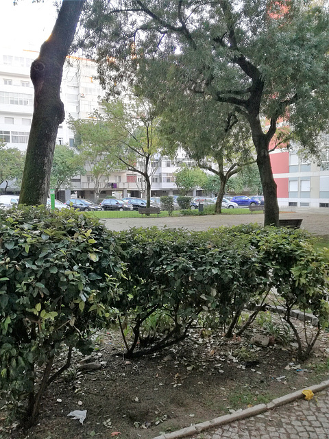 Small garden between Benfica's blocks - IV