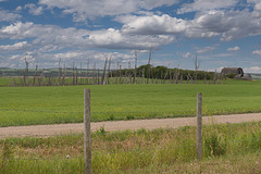 fence and tree lines
