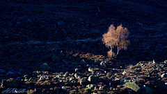 Spotlight on an Autumn tree