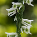 Spiranthes lacera var. gracilis (Slender Ladies'-tresses orchid)