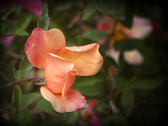 autumnal rose