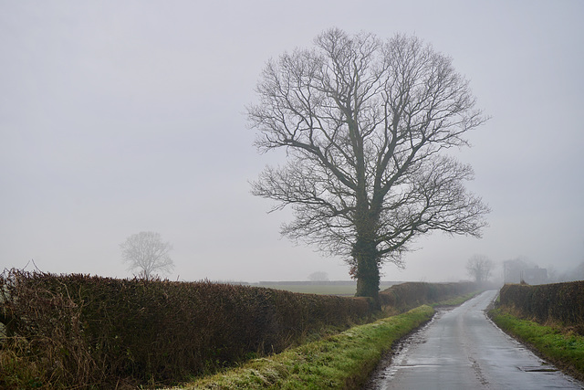 Misty country lane