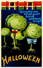 Halloween Cabbages—Is My True Love Tall and Grand?