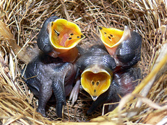 Close-up : Pipits juvéniles au nid - Lieu : Australie