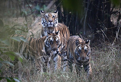 Inde.Bandhavgarh.Tigres du Bengale