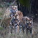 Inde.Bandhavgarh.Tigres du Bengale